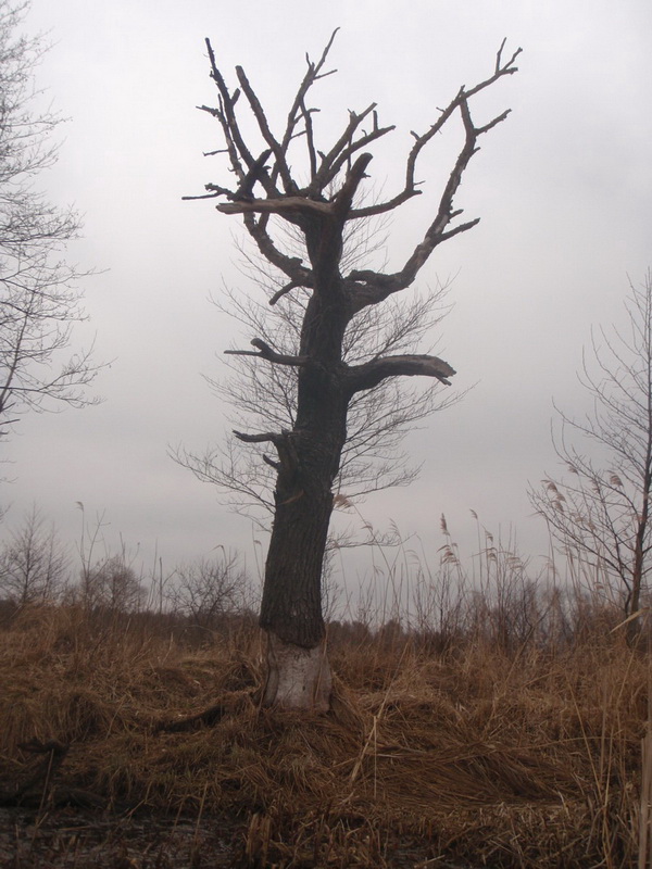b2ap3_thumbnail_P1010294.JPG
