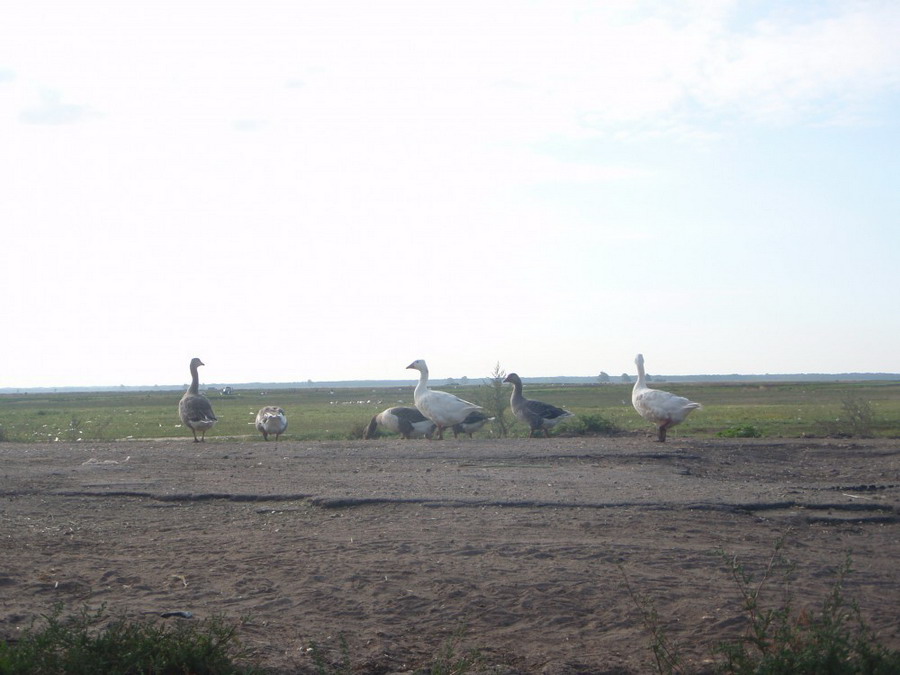 b2ap3_thumbnail_P9030269.JPG