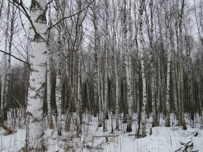 b2ap3_thumbnail_Sainov-9.JPG