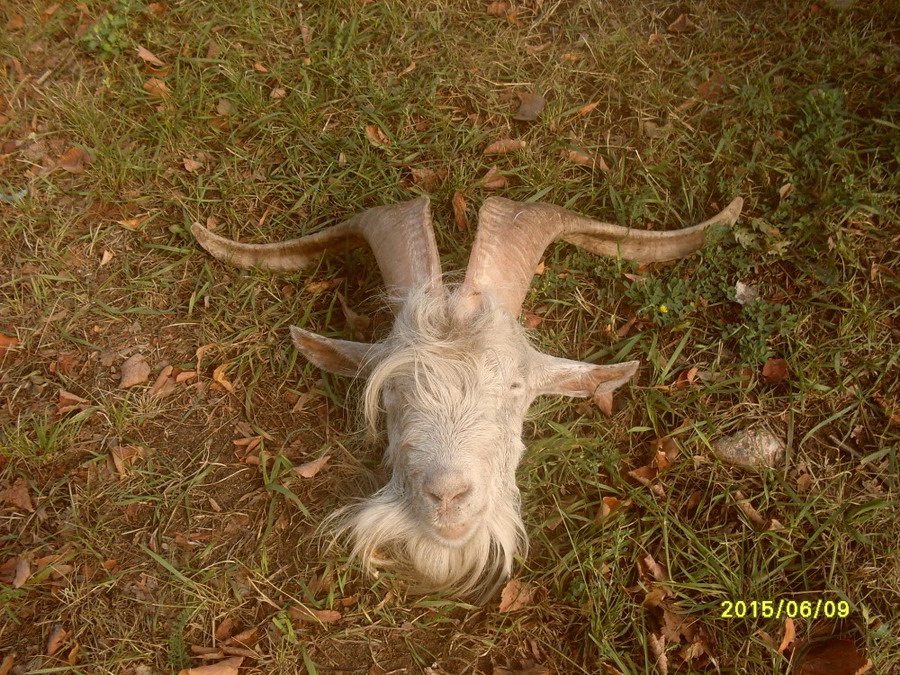 b2ap3_thumbnail_SDC12515.JPG