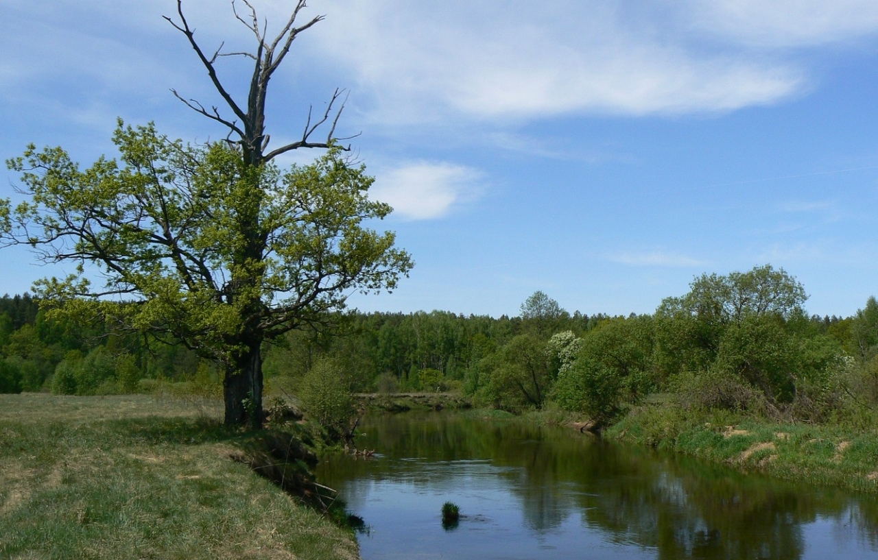 dub-reka-reka-drut-zelen-les-nebo-oblaka-moio-foto.jpg